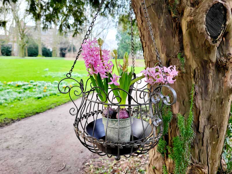 Nostalgische Hängeschale 40cm Ø zum Dekorieren & Bepflanzen Blumenampel Aluguss Nostalgische Hängeschale 40cm Ø zum Dekorieren & Bepflanzen Blumenampel Aluguss